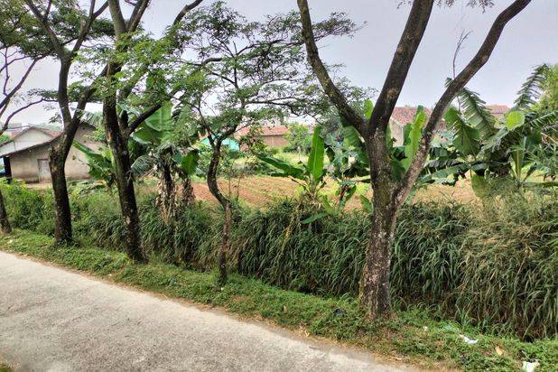 Dijual Tanah Bojongmalaka Rancamanyar