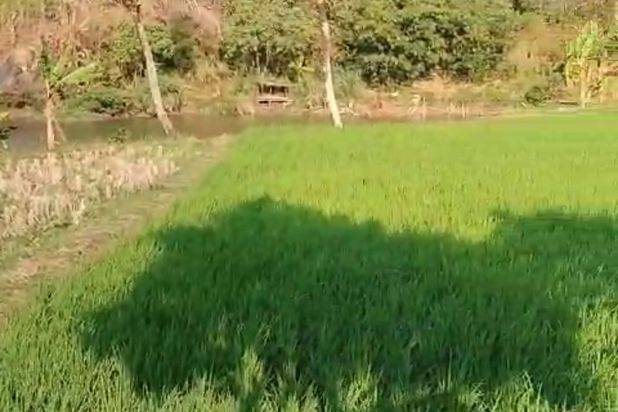 Lokasi lahan bagus cocok untuk pariwisata terletak dekat ke akses jalan tol Sadang Subang sudah ada perairan sungai lahan rata