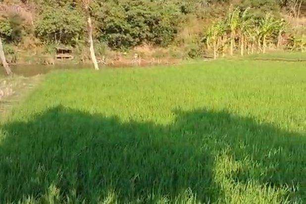 Lokasi lahan bagus cocok untuk pariwisata terletak dekat ke akses jalan tol Sadang Subang sudah ada perairan sungai lahan rata