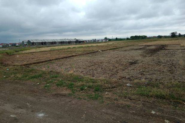 Dijual Lahan Sawah Kawasan Industri di Ciledug Pabedilan