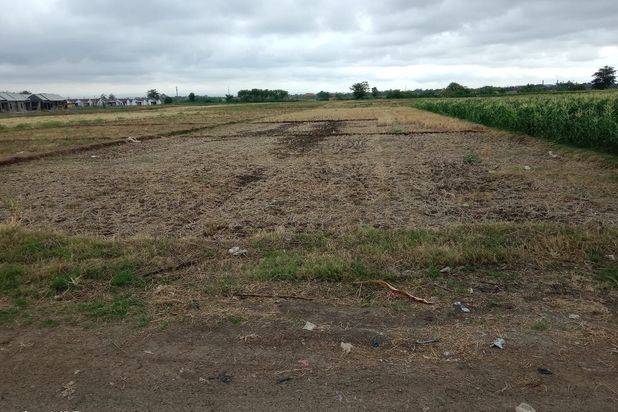 Dijual Lahan Sawah Kawasan Industri di Ciledug Pabedilan