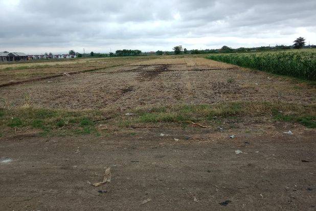 Dijual Lahan Sawah Kawasan Industri di Ciledug Pabedilan