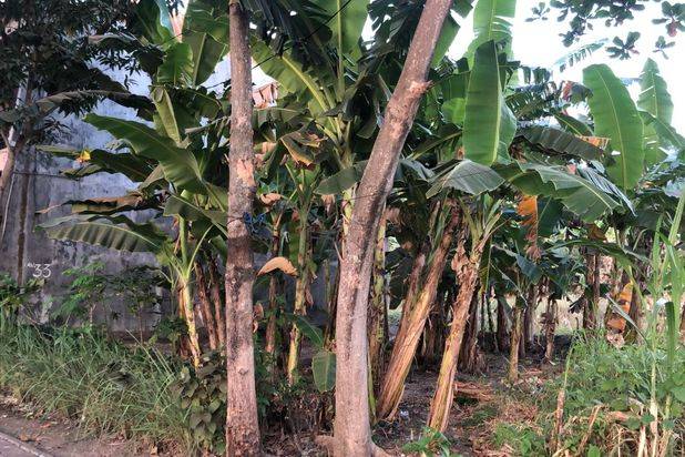 Tanah Kavling di Sumber Kebomas Gresik