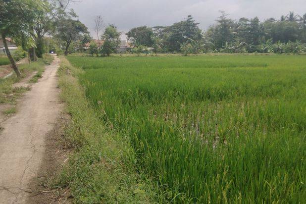 Tanah Tambelang Sukawangi Kab Bekasi Luas 1 Hektar Rp 1 Milyar