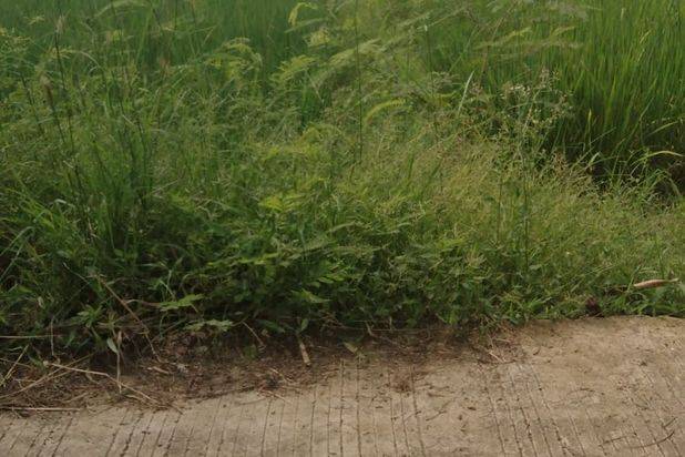 Tanah Tambelang Sukawangi Kab Bekasi Luas 1 Hektar Rp 1 Milyar