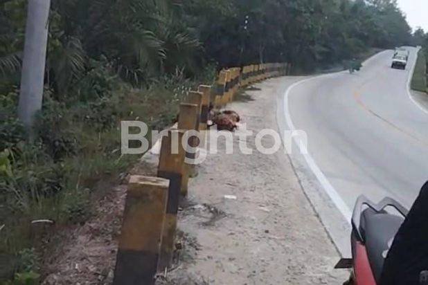 Tanah 1 Hektar di tengak kota Ibukota negara