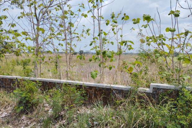 Tanah Sawah Pintu Masuk Tol Palikanci- CEPAT!!!