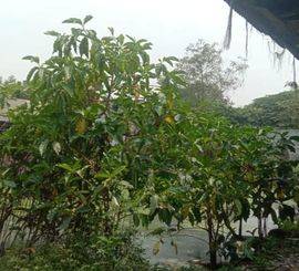 Jual cepat tanah kavling lokasi Tambun Selatan