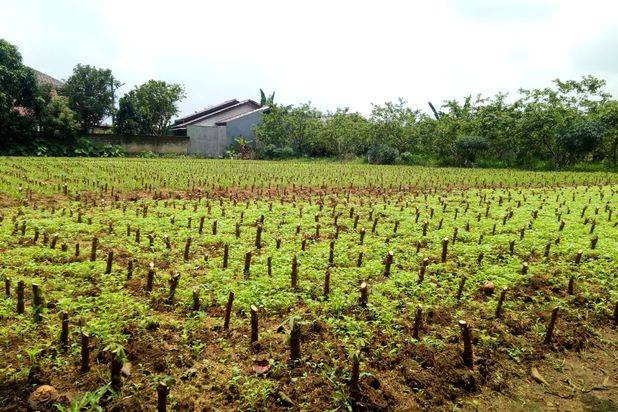 Tanah Kavling Siap Bangun Area Bogor Dekat Pintu tol Kayu Manis