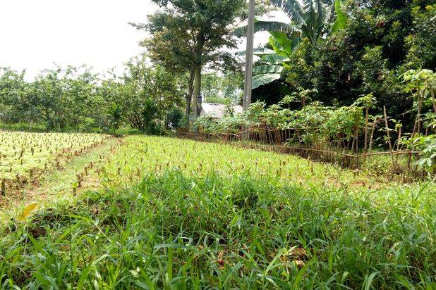 Tanah Kavling Siap Bangun Area Bogor Dekat Pintu tol Kayu Manis