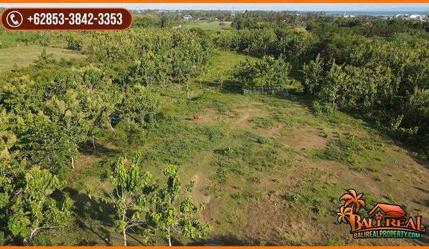 Langka, Luas 277 are Kebun Datar Pinggir Jalan