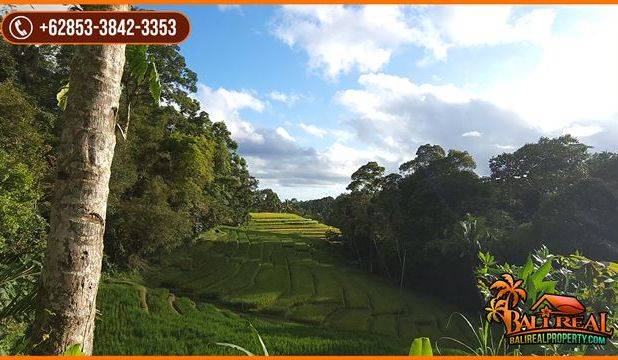 54 Are Kontur Datar Landai area Pupuan Akses Jalan Beton