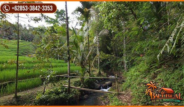 54 Are Kontur Datar Landai area Pupuan Akses Jalan Beton