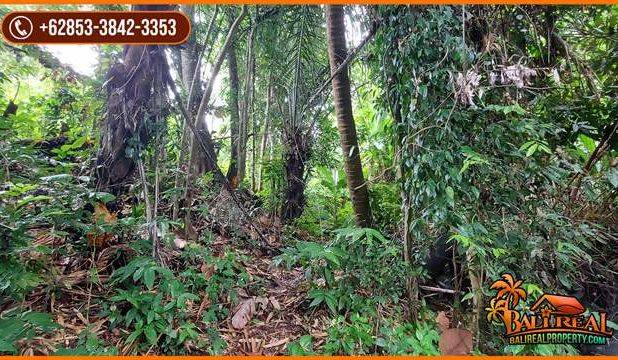 View Hutan Tepi Sungai 3,400 m2 di Tabanan area Sudimara