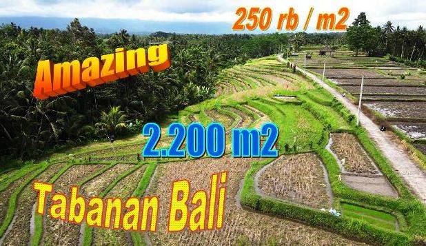 22 Are Tanah Kebun Dijual Murah area Tunjuk Marga Tabanan