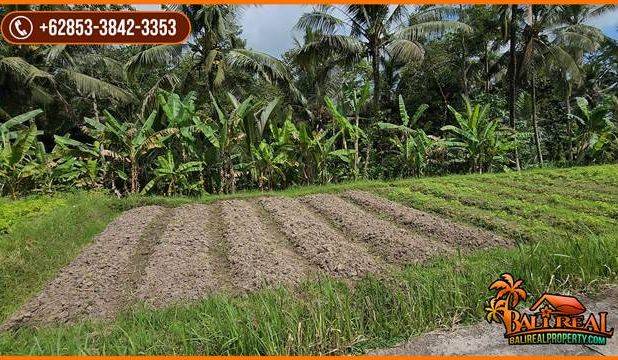 22 Are Tanah Kebun Dijual Murah area Tunjuk Marga Tabanan