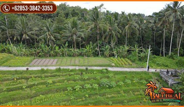 22 Are Tanah Kebun Dijual Murah area Tunjuk Marga Tabanan