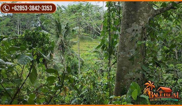 Ada Air Terjun Luas 11,000 m2 di Penebel Tabanan