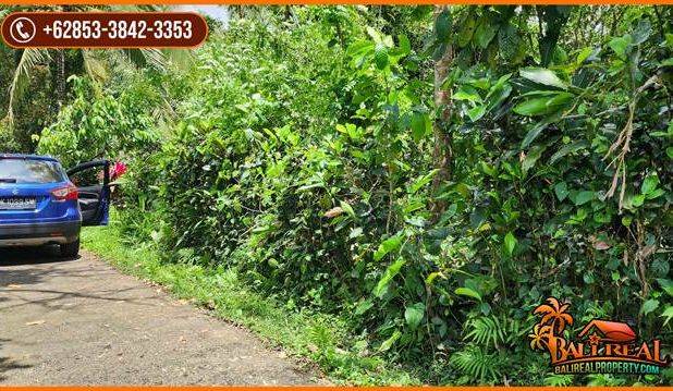 Tanah Kebun Prospek 45 Are Dijual Murah area Tegal Linggah Penebel
