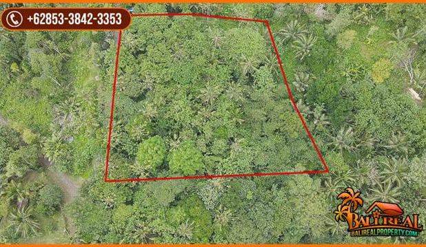 Tanah Kebun Prospek 45 Are Dijual Murah area Tegal Linggah Penebel