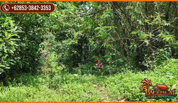 Tanah Kebun Prospek 45 Are Dijual Murah area Tegal Linggah Penebel