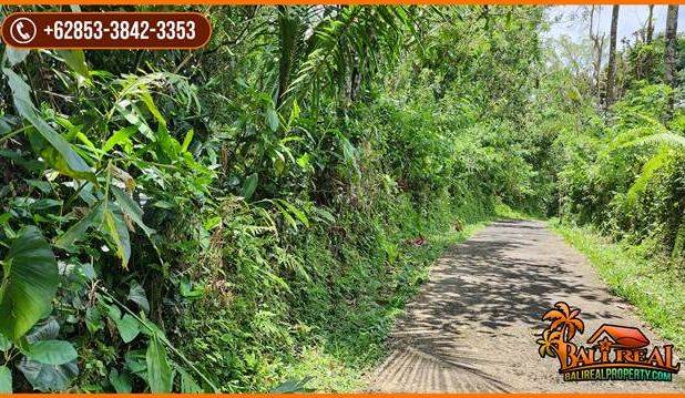 Tanah Kebun Prospek 45 Are Dijual Murah area Tegal Linggah Penebel