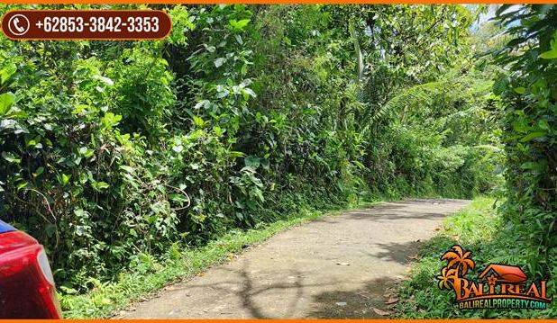 Tanah Kebun Prospek 45 Are Dijual Murah area Tegal Linggah Penebel