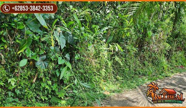 Tanah Kebun Prospek 45 Are Dijual Murah area Tegal Linggah Penebel