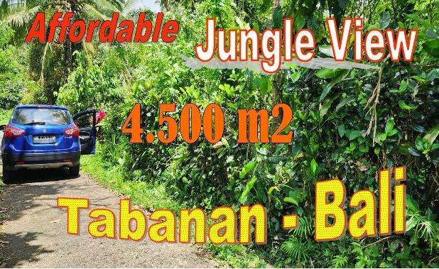 Tanah Kebun Prospek 45 Are Dijual Murah area Tegal Linggah Penebel