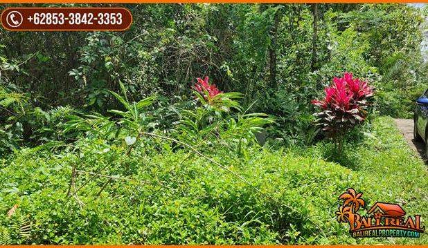 Tanah Kebun Prospek 45 Are Dijual Murah area Tegal Linggah Penebel