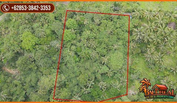 Tanah Kebun Prospek 45 Are Dijual Murah area Tegal Linggah Penebel