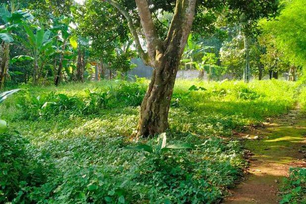 Dijual Tanah Parung 900 Meter Ke RSUD
