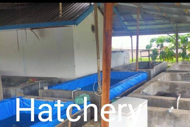 PABRIK SEAFOOD SIAP PAKAI DI SULAWESI SELATAN (+/- 90 MENIT DARI MAKASSAR)