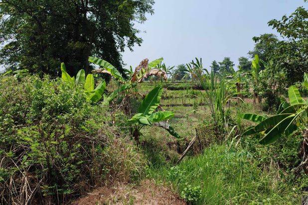 Tanah Luas Subur Cocok Untuk Pertanian di Pandaan Pasuruan