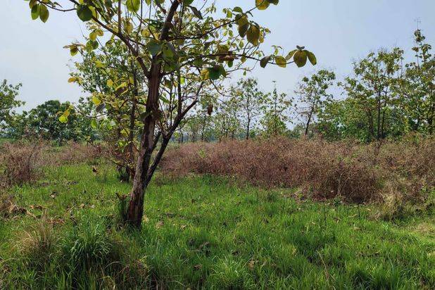 Tanah Luas Subur Cocok Untuk Pertanian di Pandaan Pasuruan