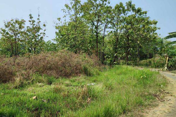 Tanah Luas Subur Cocok Untuk Pertanian di Pandaan Pasuruan