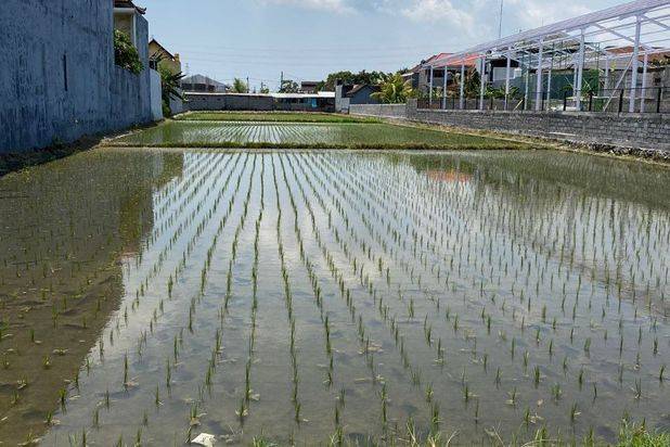 Dijual Tanah Lokasi Buduk Cocok Untuk Dikavling