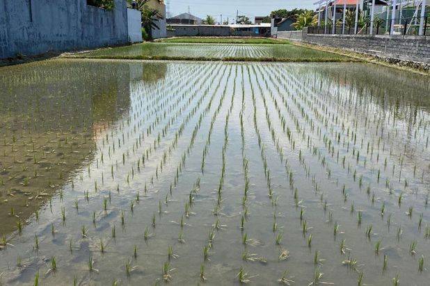 Dijual Tanah Lokasi Buduk Cocok Untuk Dikavling