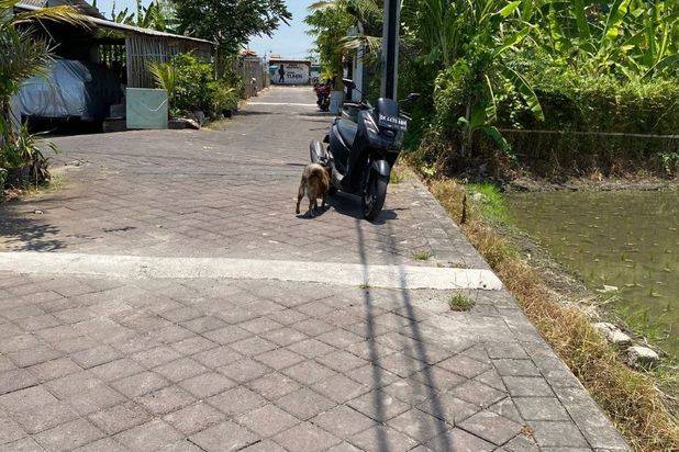 Dijual Tanah Lokasi Buduk Cocok Untuk Dikavling