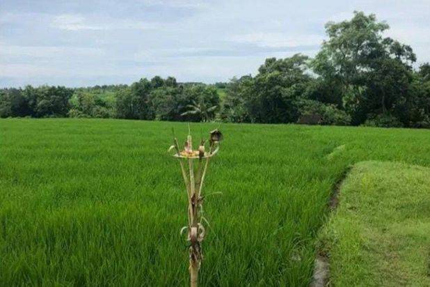 Jual Tanah Murah Sangat Bagus di Beraban Tabanan Bali