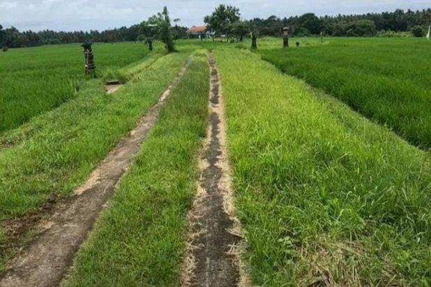 Jual Tanah Murah Sangat Bagus di Beraban Tabanan Bali