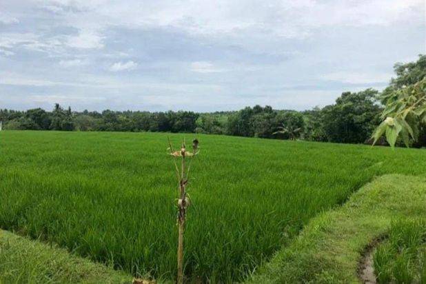 Jual Tanah Murah Sangat Bagus di Beraban Tabanan Bali