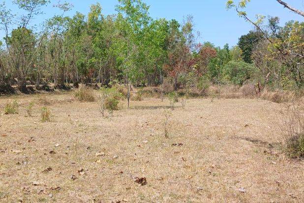 DIJUAL CEPAT : Jual Tanah Butuh Uang di Pamekasan 99 co