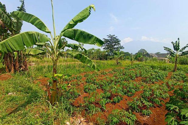 Tanah Caringin Murah Hanya 900 Rb Dekat Tol Caringin Sukabumi (Bocimi)