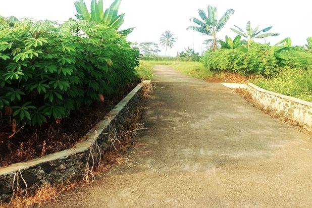 Tanah Cibungbulang Murah 165 Jt Dekat Kolam Renang Sindang Gendis