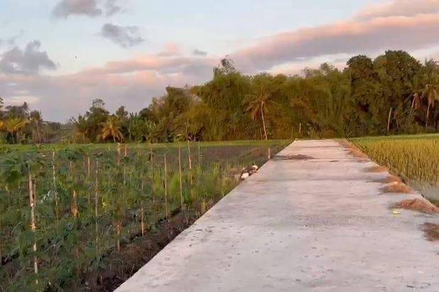 Tanah Pantai Kedungu view Sawah Kediri Tabanan Bali