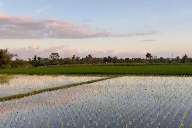 Tanah Pantai Kedungu view Sawah Kediri Tabanan Bali