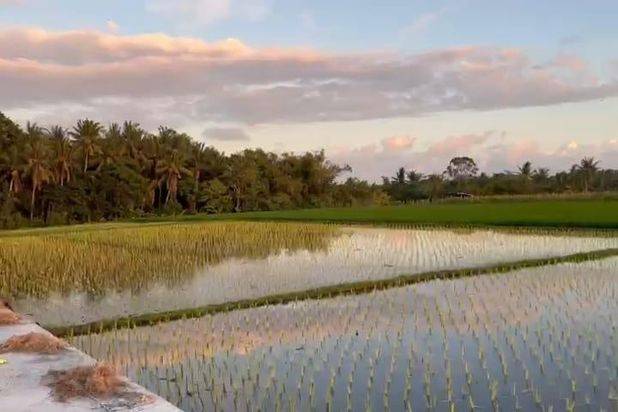 Tanah Pantai Kedungu view Sawah Kediri Tabanan Bali