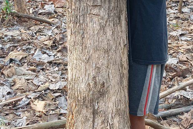 Dijual Kayu Pohon Jati