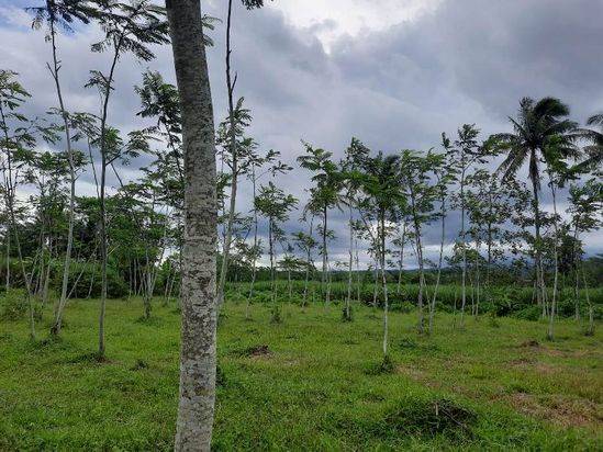 Tanah Dijual di Dusun Tambaksari, Jatisari, Tajinan Malang GMK01946